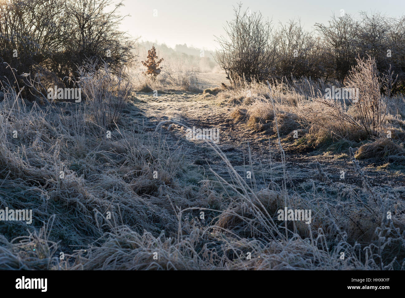 Low Burnhall nature reserve, Durham Stock Photo Alamy