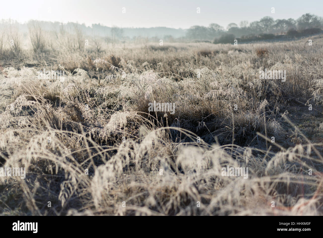 Low Burnhall nature reserve, Durham Stock Photo Alamy