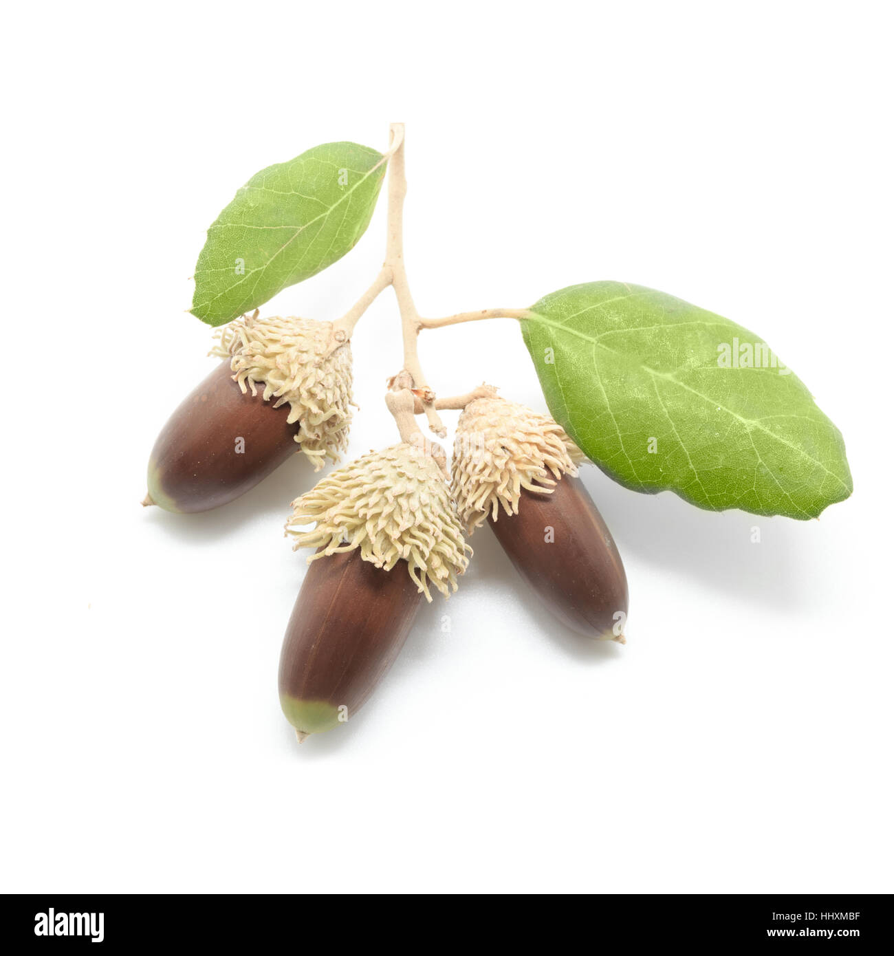 White oak acorns hi-res stock photography and images - Alamy
