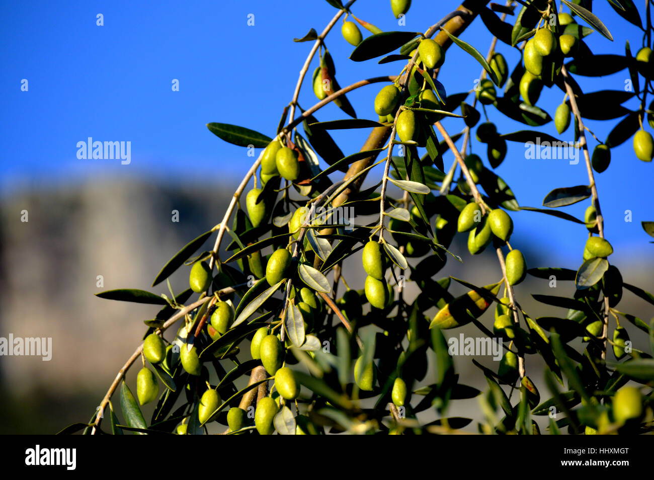 The olive core of the olive core hires stock photography and images Alamy