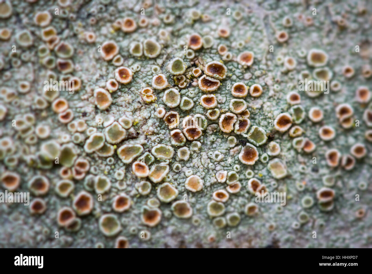 Macro close-up of multicoloured apothecia of a crustose lichen growing on a tree. Brecon Beacons National Park, Wales, UK, January Stock Photo