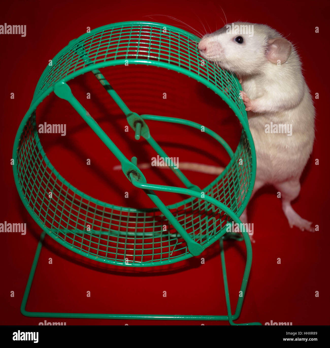 Rat investigating a wheel Stock Photo