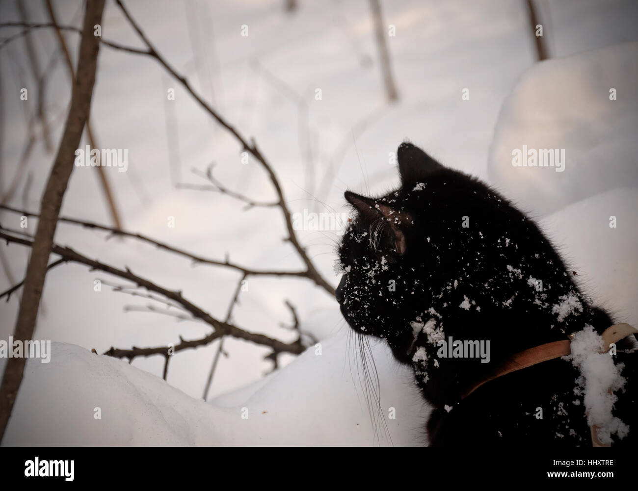 Black cat trudges through the snow Stock Photo Alamy Black cat trudges through the snow Stock Photo Alamy