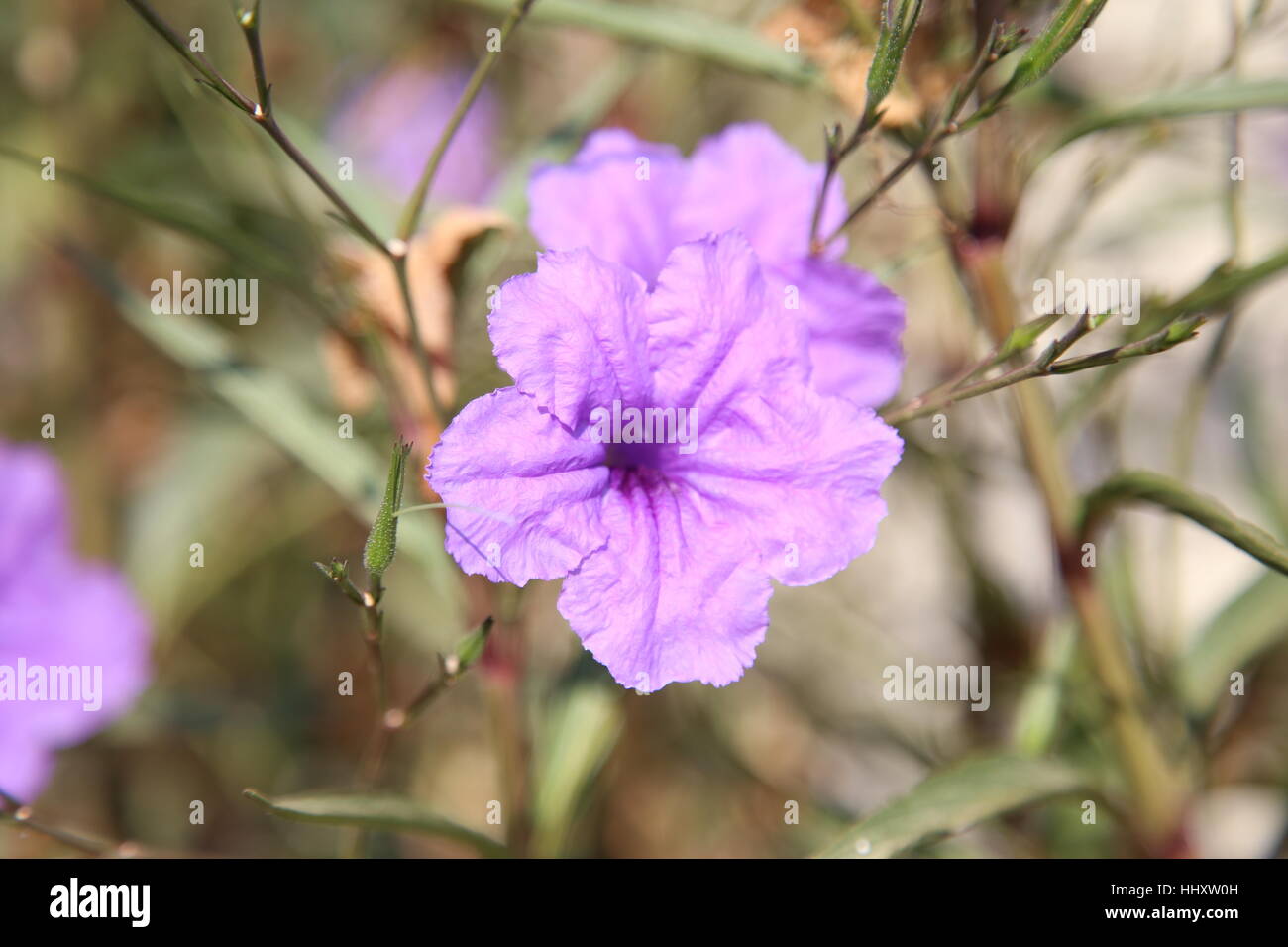 My nature shots around California Stock Photo