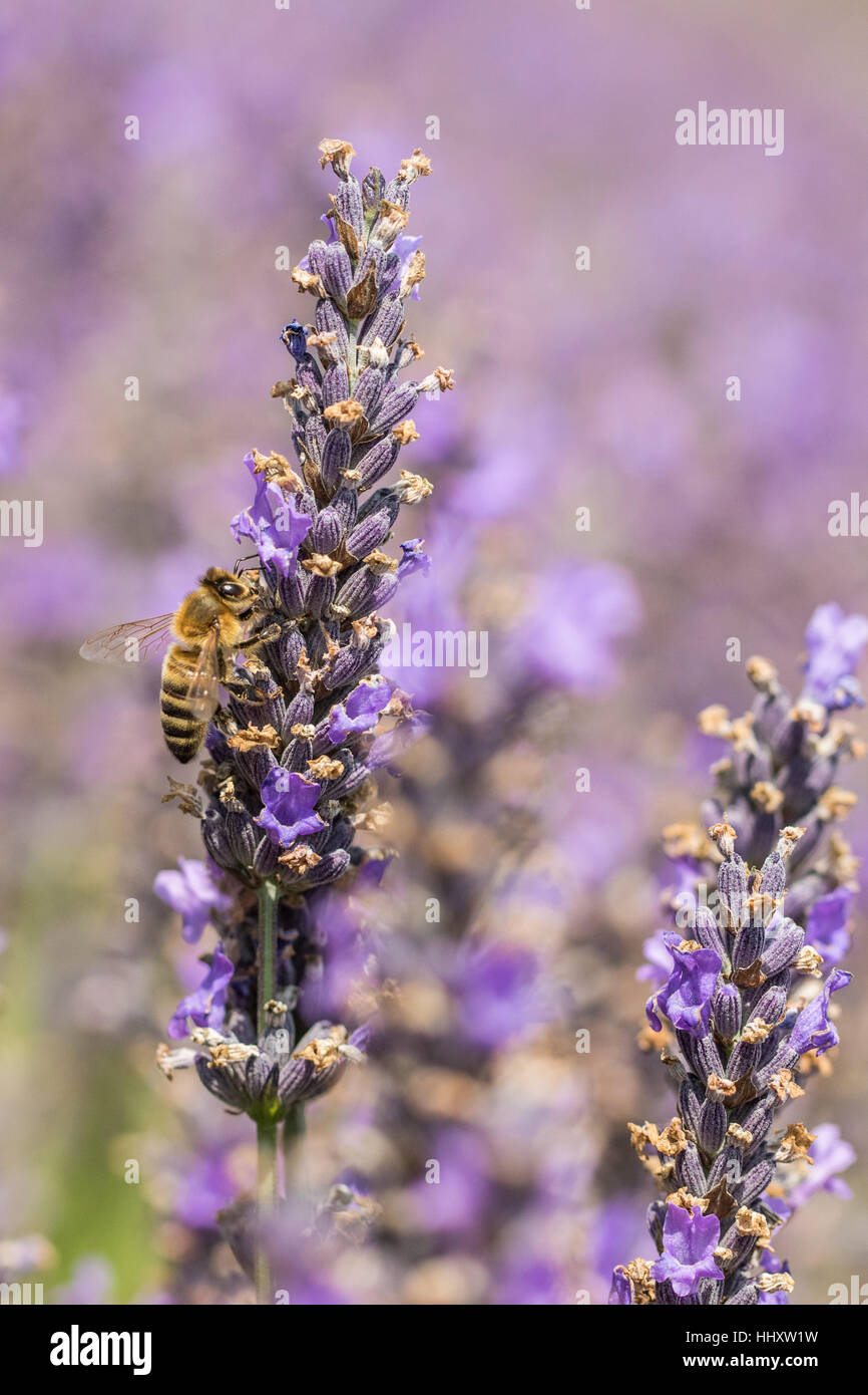 Honey Bee ( Hymenopterans ] on Lavender ( Lavandula angustifolia ) Stock Photo
