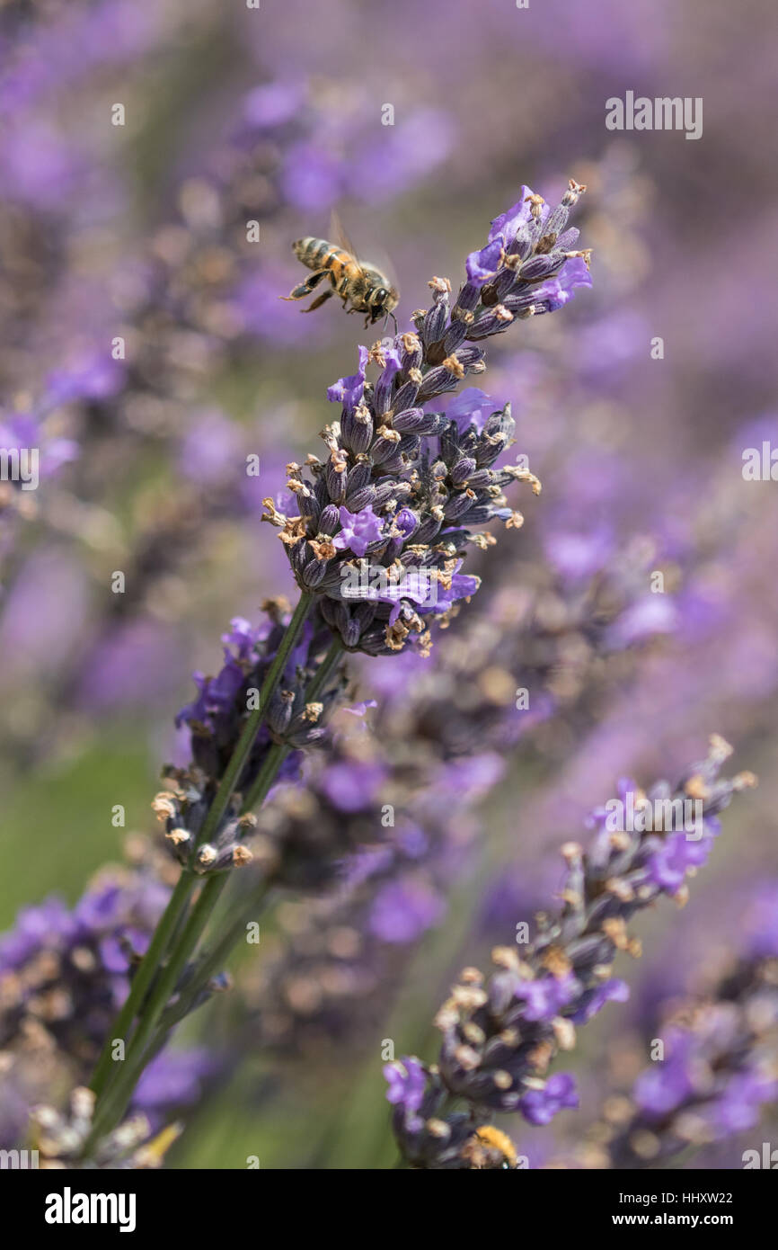 Honey Bee ( Hymenopterans ] Flying onto  Lavender ( Lavandula angustifolia ) Stock Photo