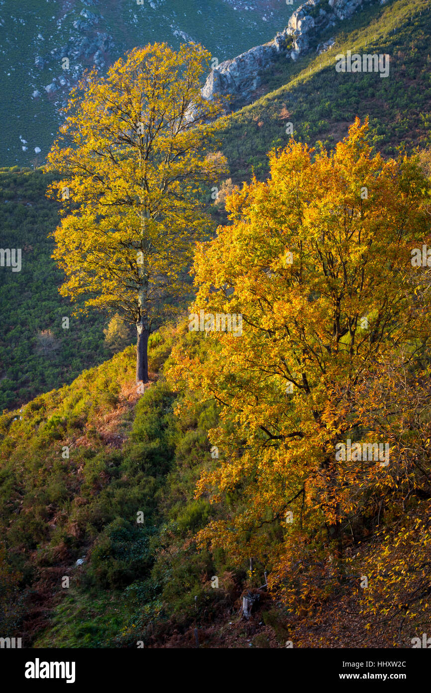 Beech in autumn. Campiello, Sobrescobio.  Redes Natural Park. Asturias, Spain. Stock Photo