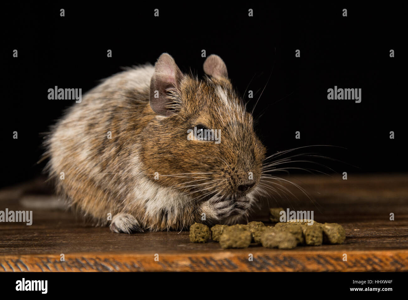 male degu sat on a wooden stool eating food photographed in a studio against a black background Stock Photo