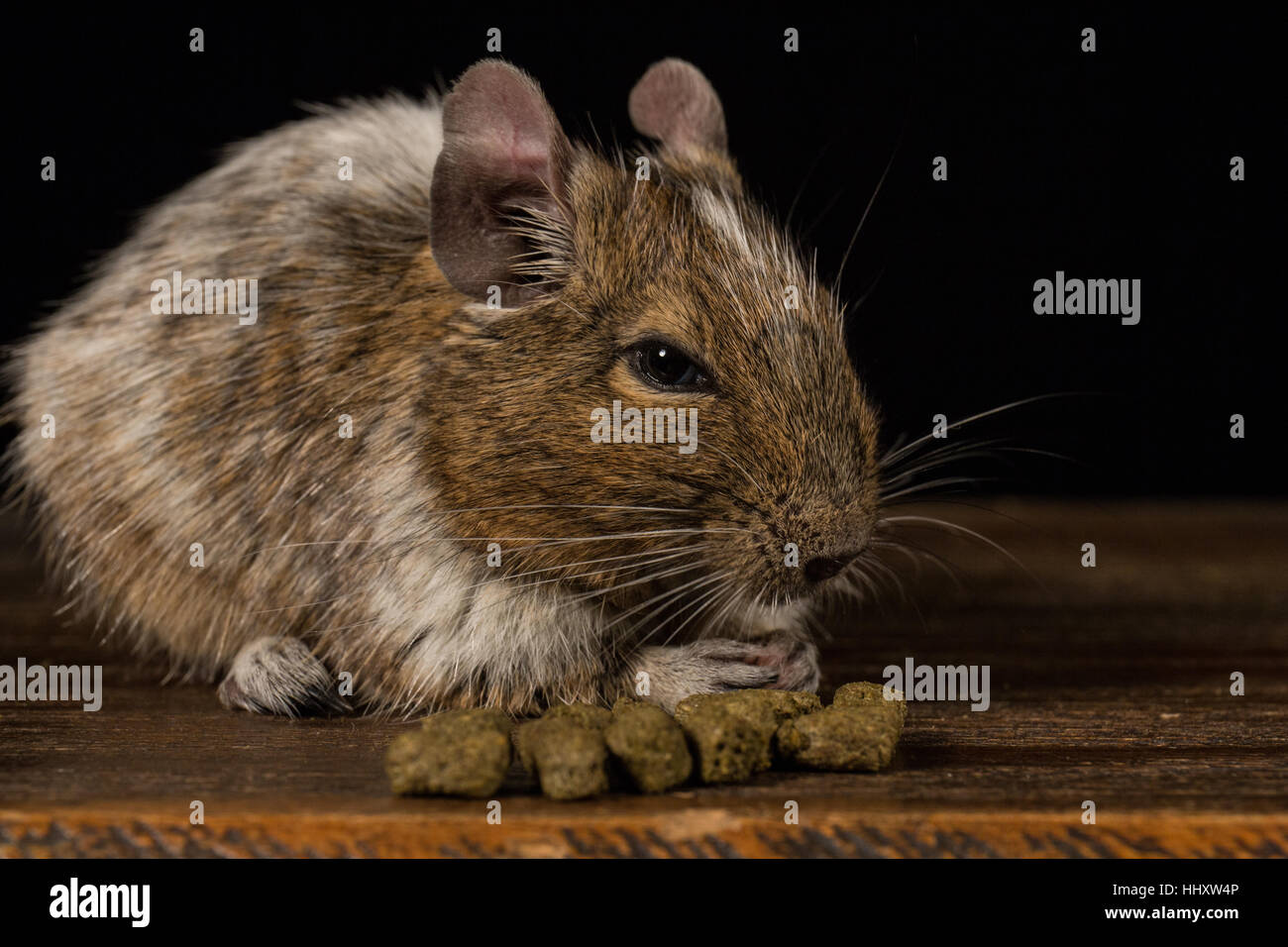 male degu sat on a wooden stool eating food photographed in a studio against a black background Stock Photo