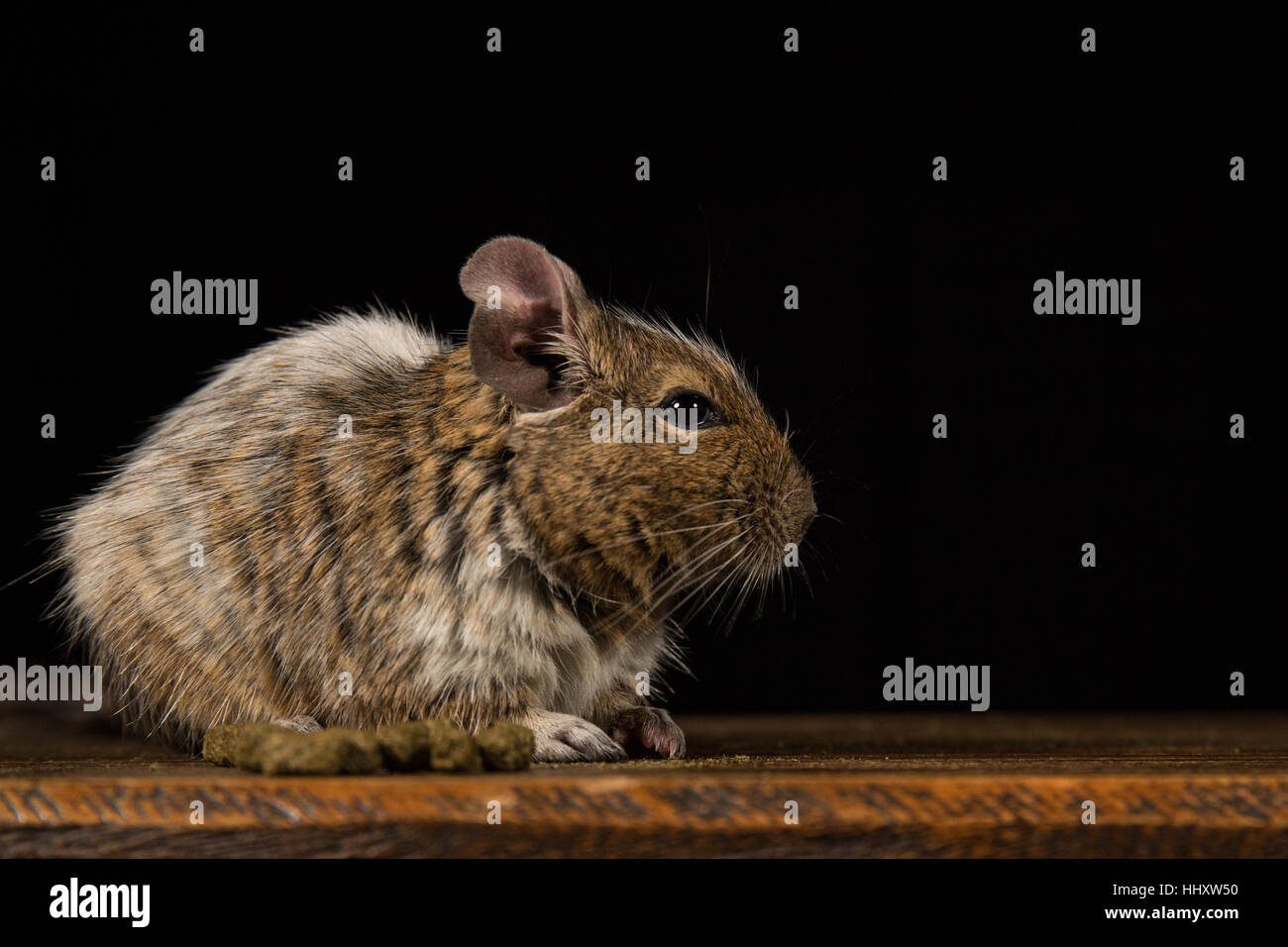 male degu sat on a wooden stool photographed in a studio against a black background Stock Photo