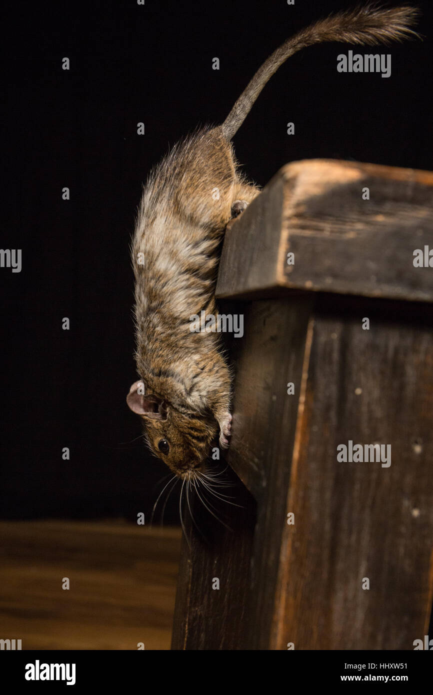male degu climbing down off of a wooden stool photographed in a studio against a black background Stock Photo