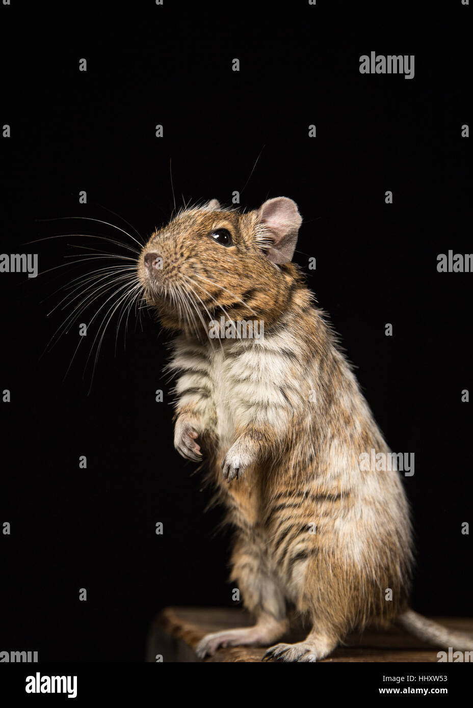 male degu standing up on hind legs photographed in a studio against a black background Stock Photo