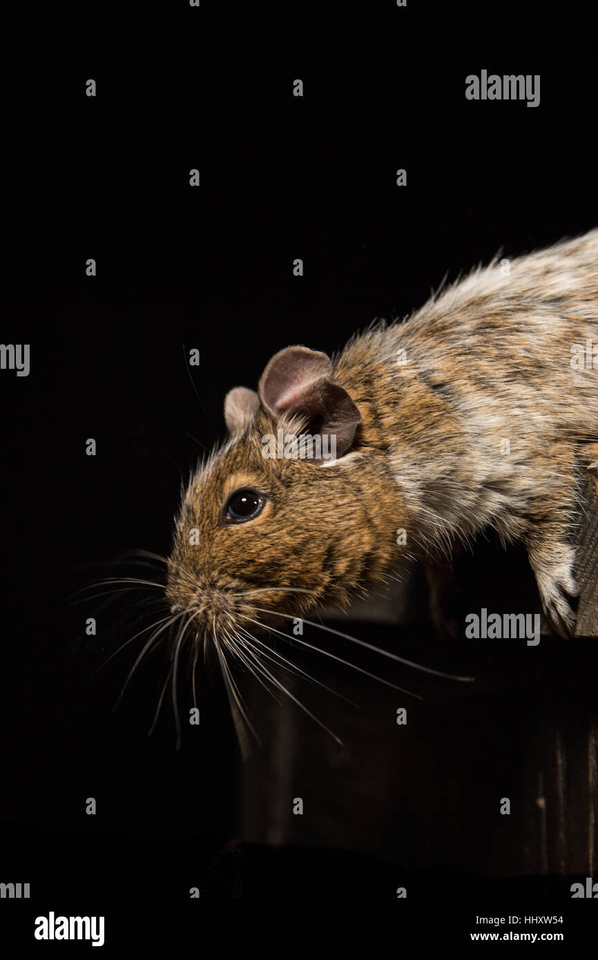 male degu photographed in a studio against a black background Stock Photo