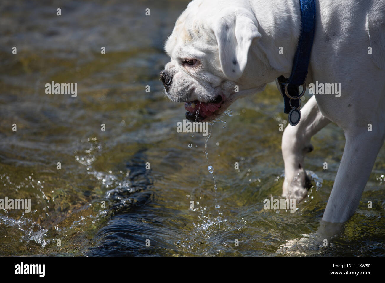 white male boxer dog playing in water, dribbling water and barking and growling Stock Photo