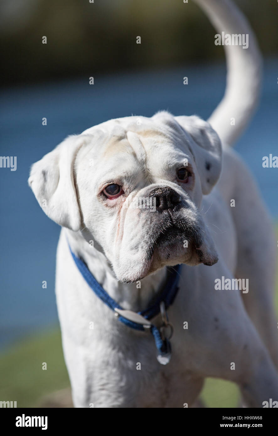 white male boxer dog with blue collar standing in front of a lake with a raised tail Stock Photo