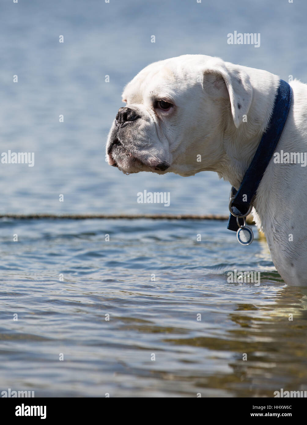 white male boxer dog standing in lake water Stock Photo