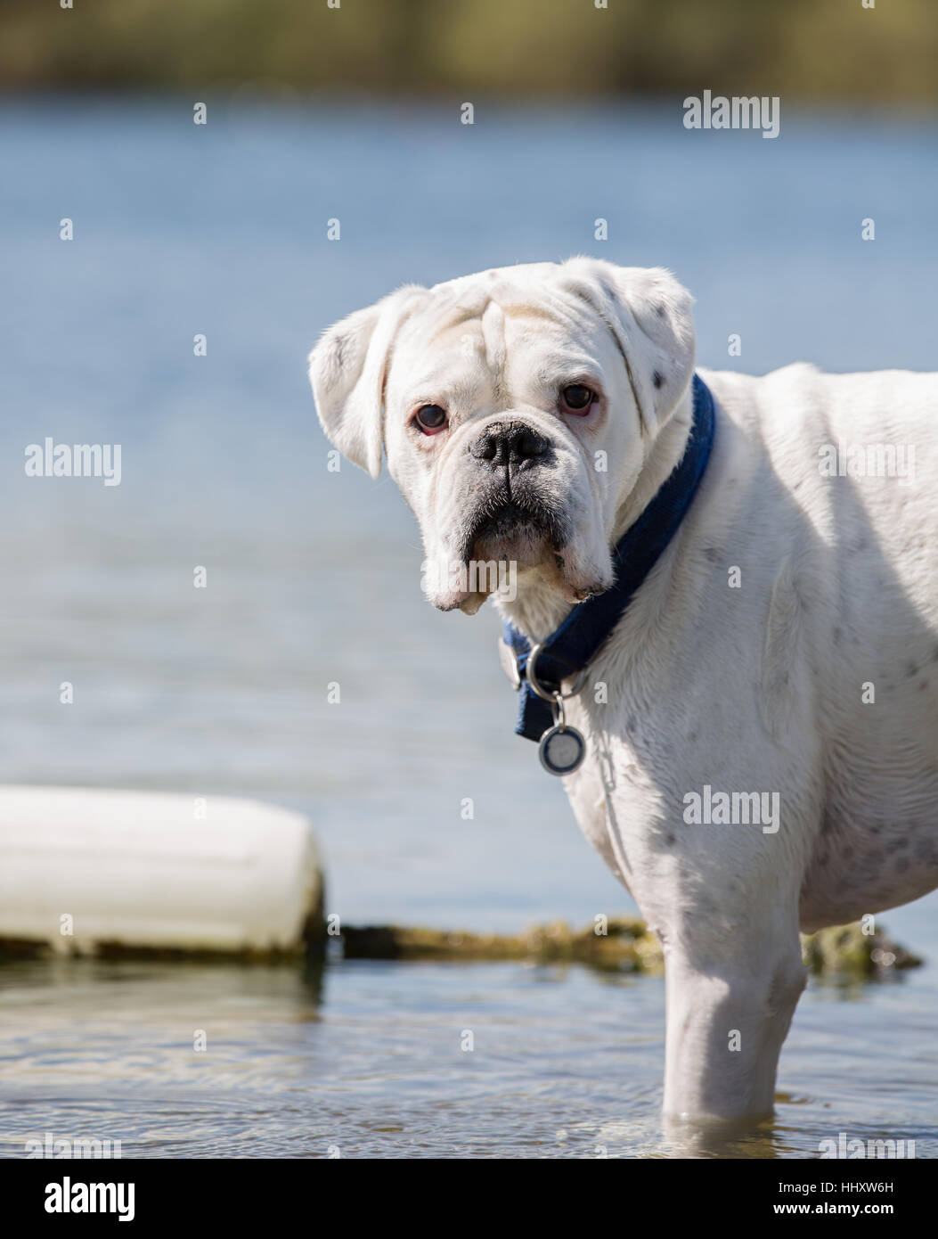 white male boxer dog standing in lake water Stock Photo