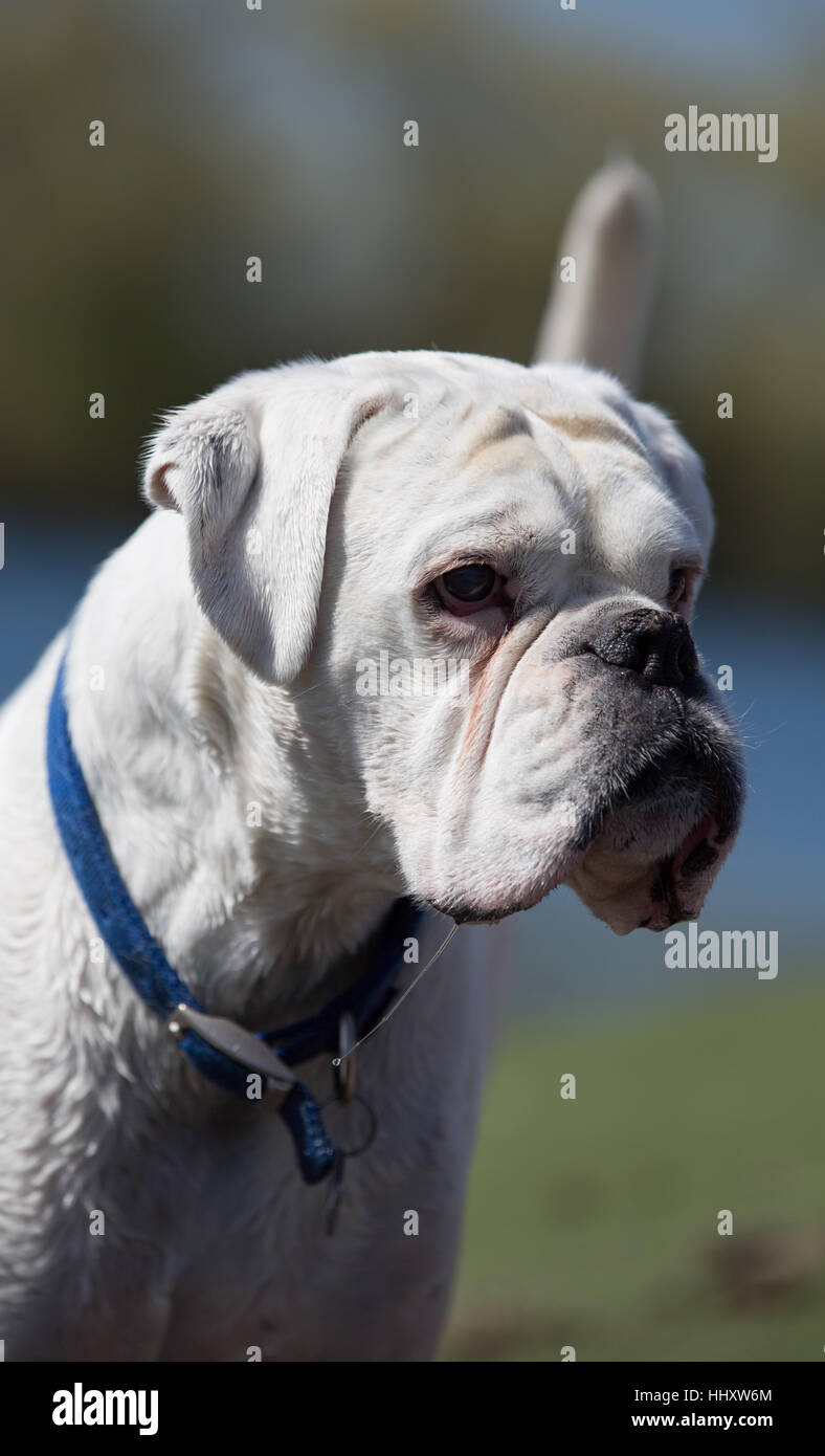 white male boxer dog with a blue collar Stock Photo