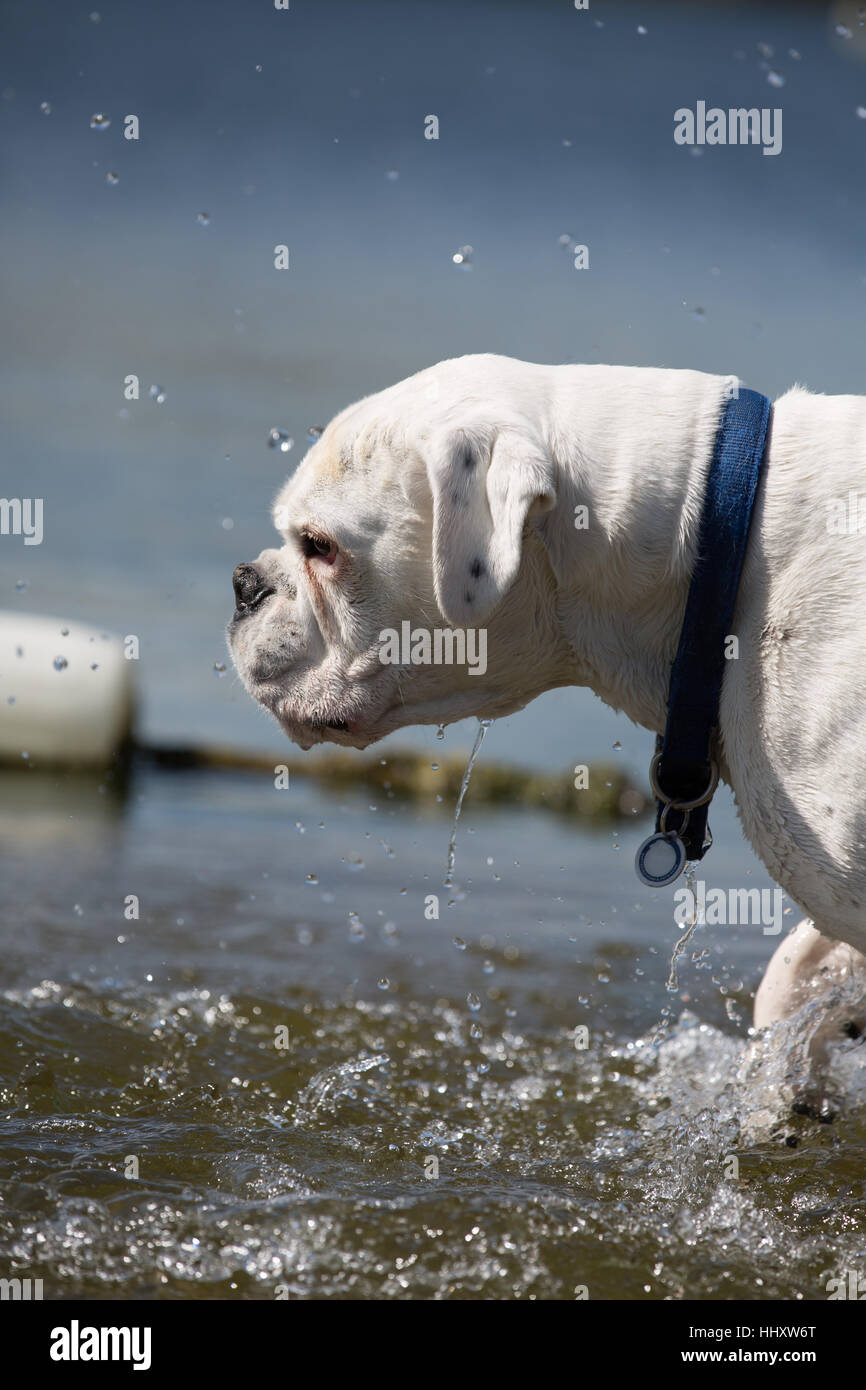 white male boxer dog playing in lake water Stock Photo