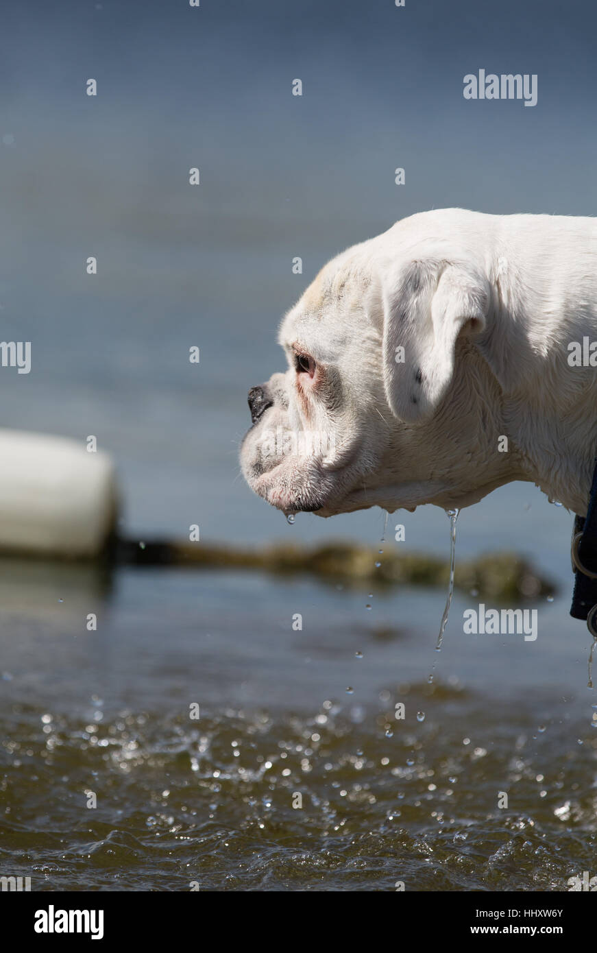 white male boxer dog playing in lake water Stock Photo