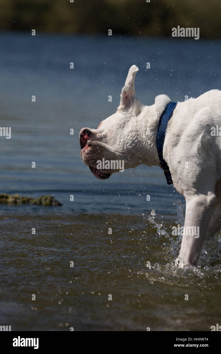 White male boxer dog playing in lake water Stock Photo