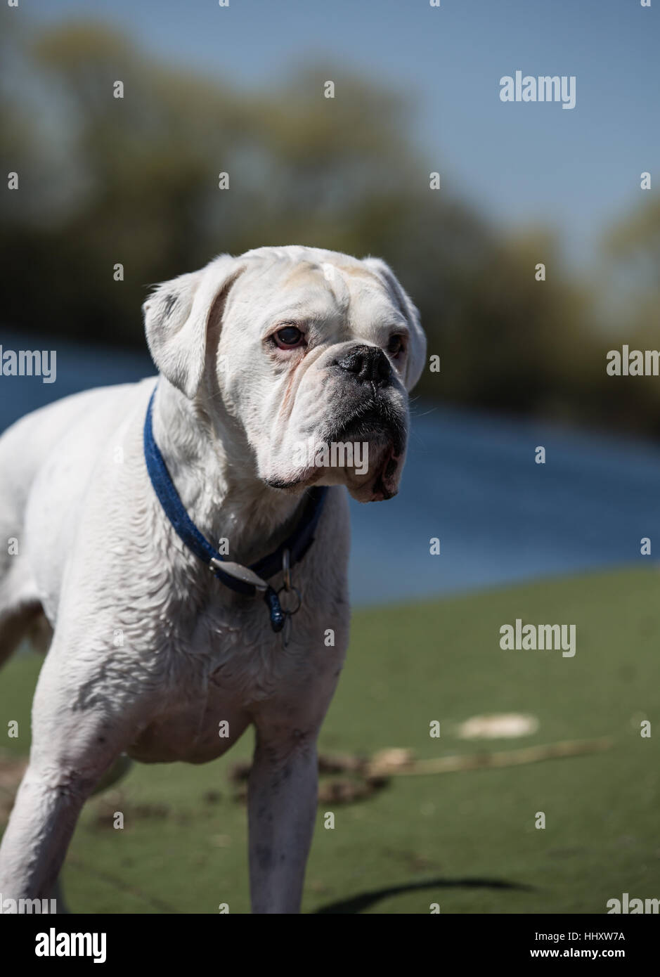 white boxer dog standing by lake Stock Photo