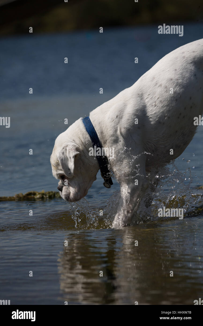 white boxer dog playing in lake water Stock Photo