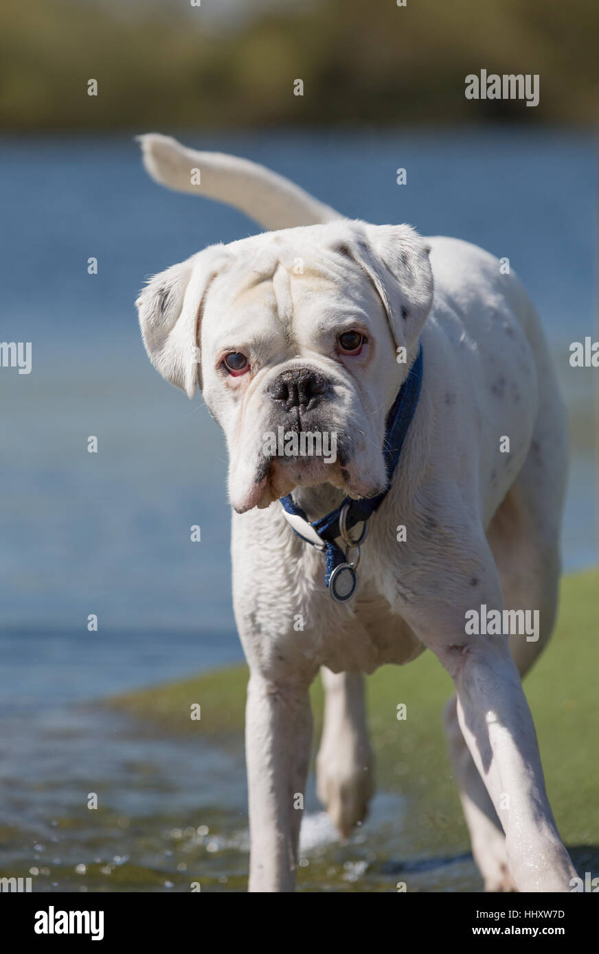 White male boxer dog standing in shallow water Stock Photo