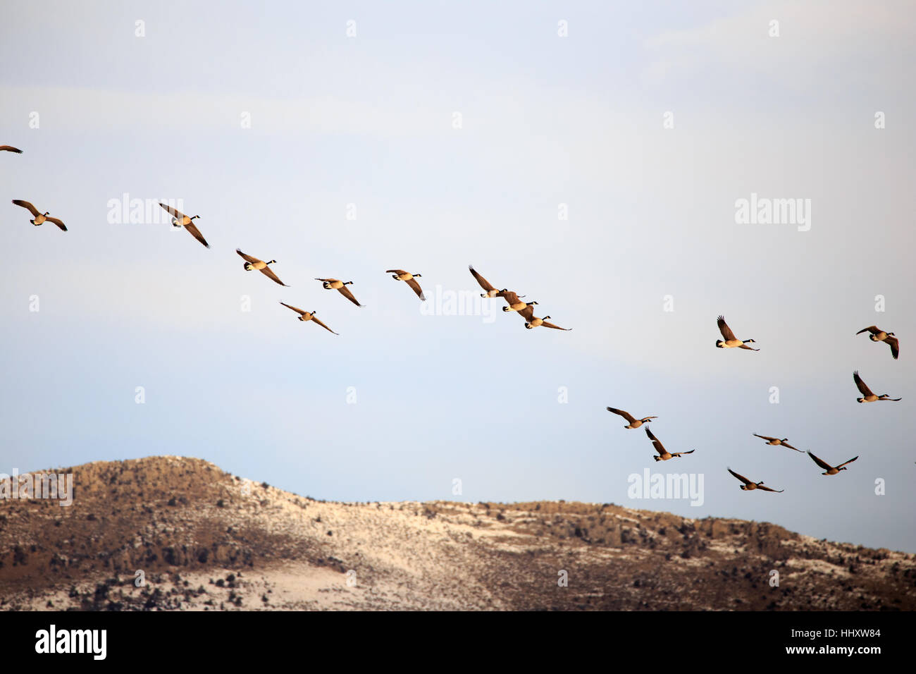 Large flock of Canadian Geese flying Stock Photo Alamy