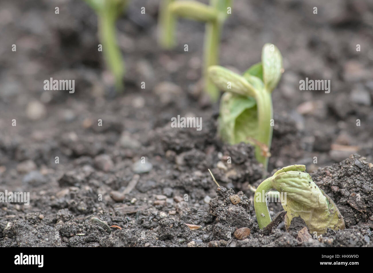 A close-up of bean seedlings (Phaseolus vulgaris) pushing up through the soil in a backyard garden, with their seed leaves (cotyledons) unfolding. Stock Photo