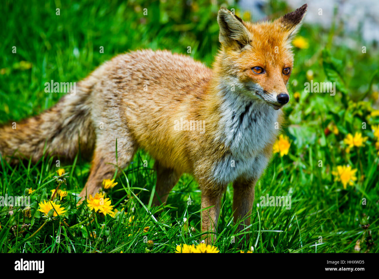 Red fox (Vulpes vulpes). Stock Photo