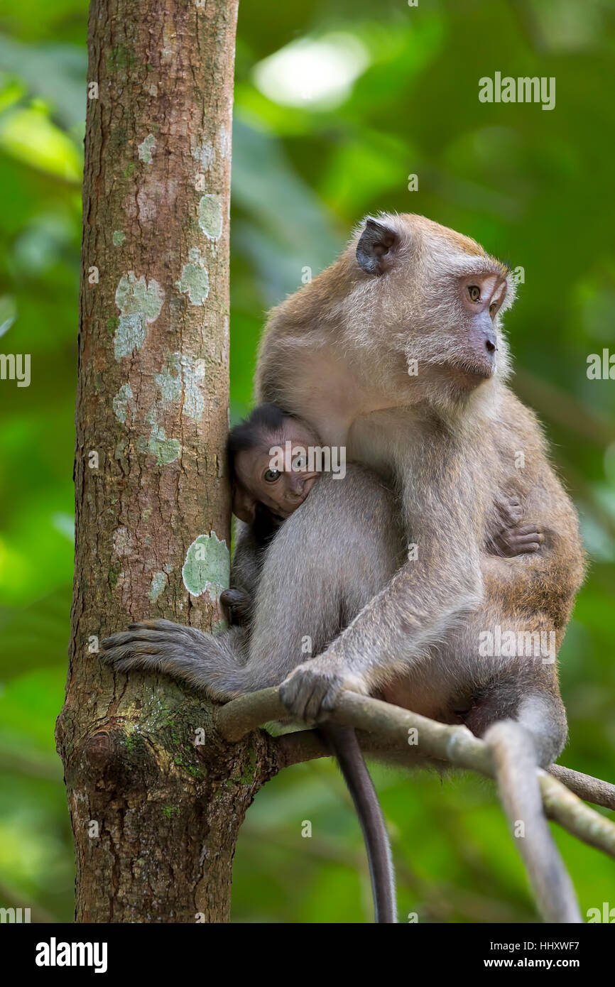 Mother and Baby Monkey perched on a tree at Chek Jawa Wetlands in Pulau Ubin Island Singapore Stock Photo