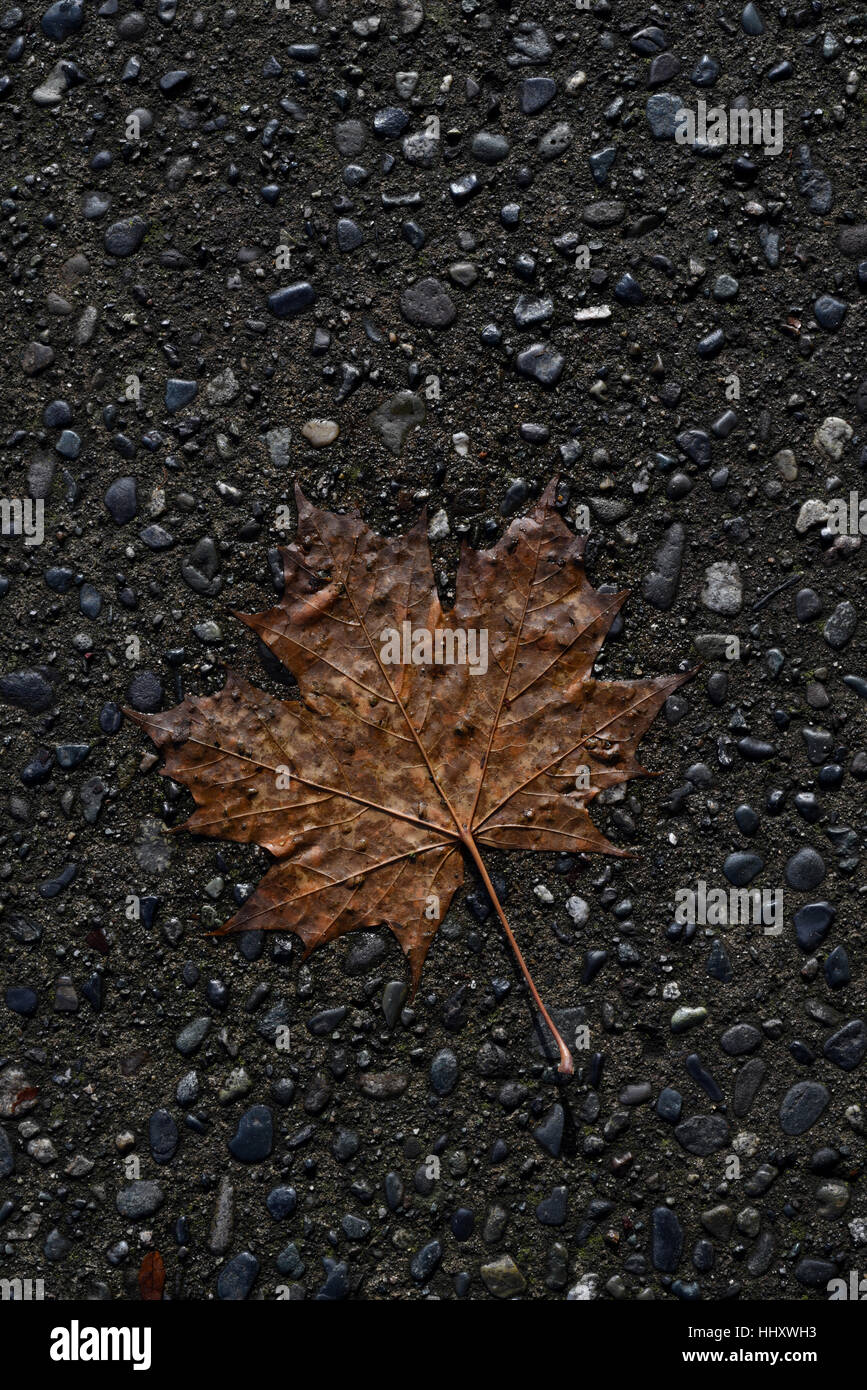 A fallen maple leaf lies pressed into the concrete sidewalk Stock Photo ...