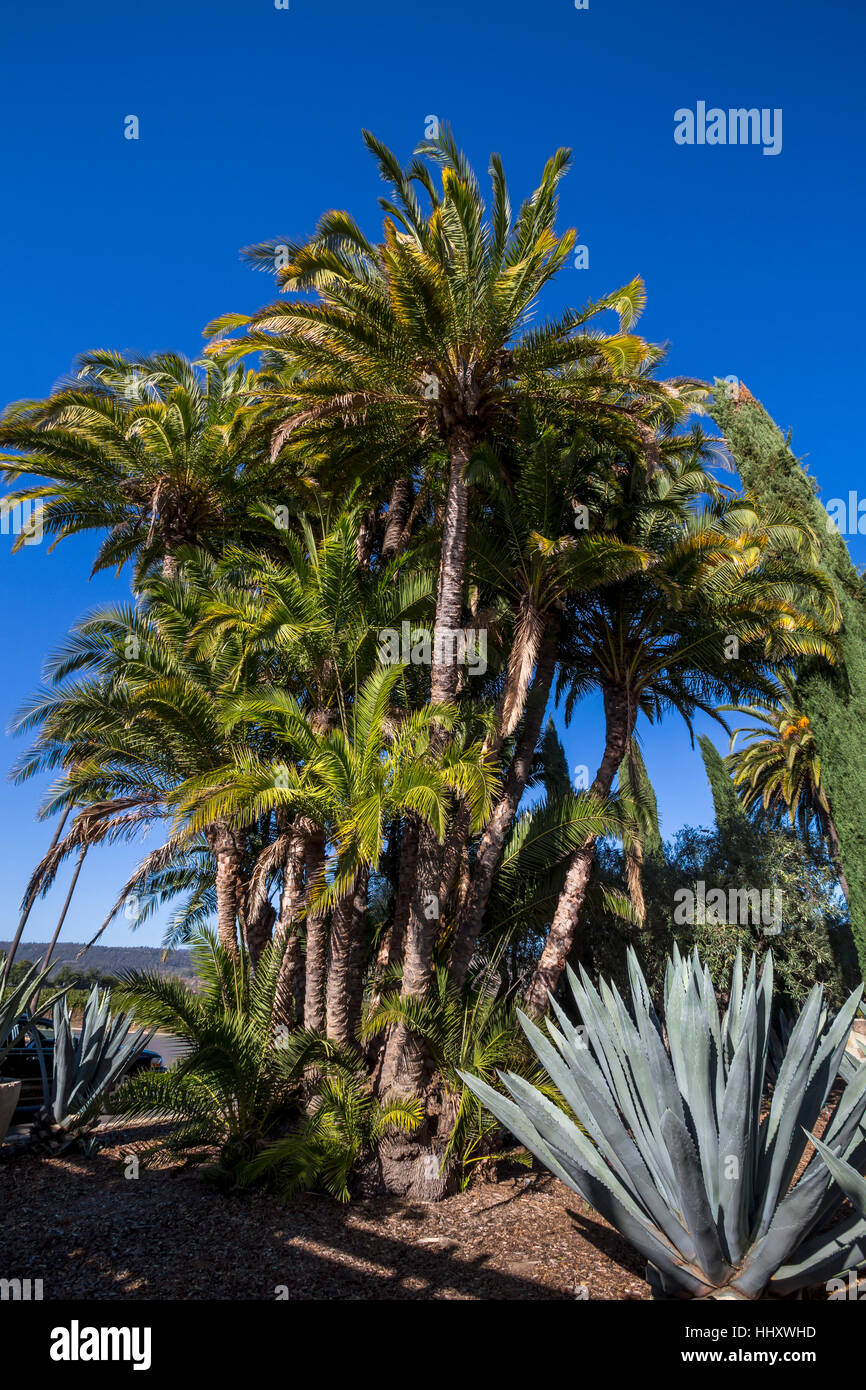 Palm trees landscaping hi-res stock photography and images - Alamy