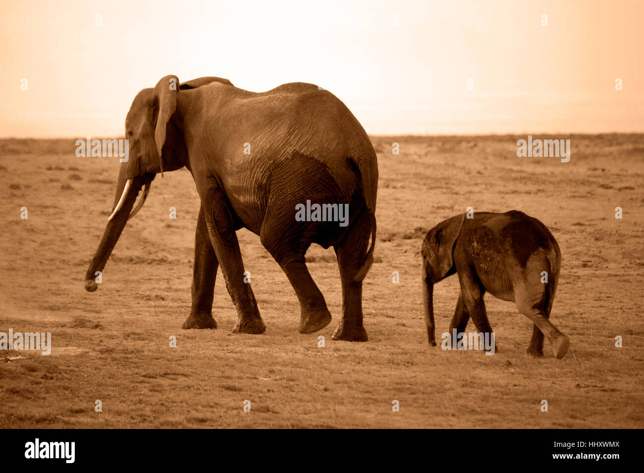 Elephants in Amboseli national park in Kenia Stock Photo - Alamy