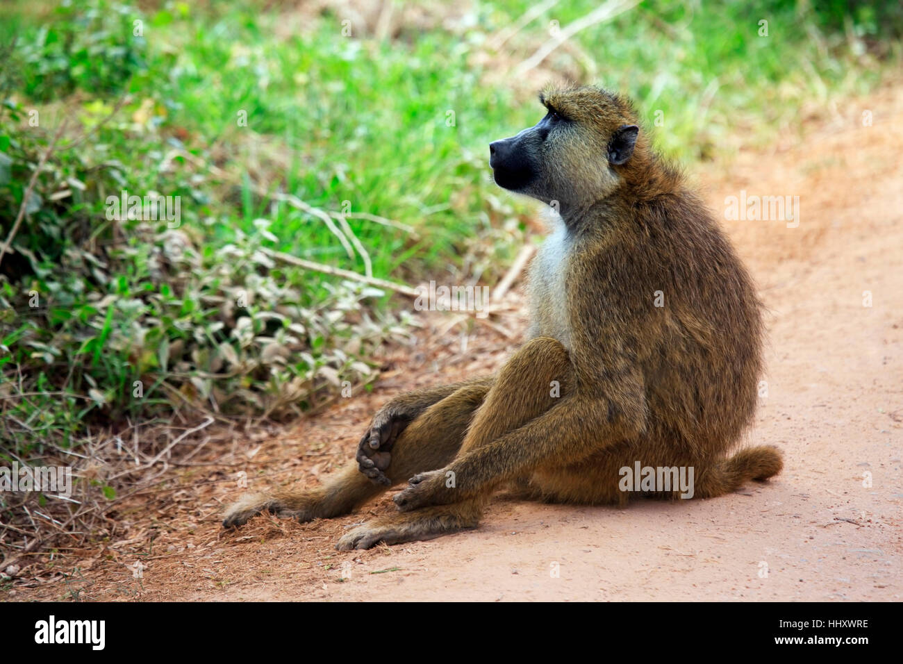 Baboon on road. Amboseli national park in Kenia Stock Photo