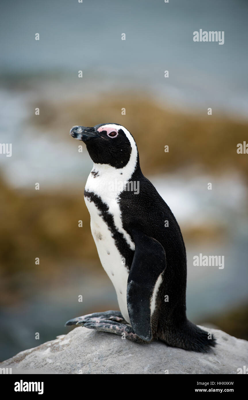 South African penguins (Spheniscus demersus) near Cape Town in South Africa Stock Photo