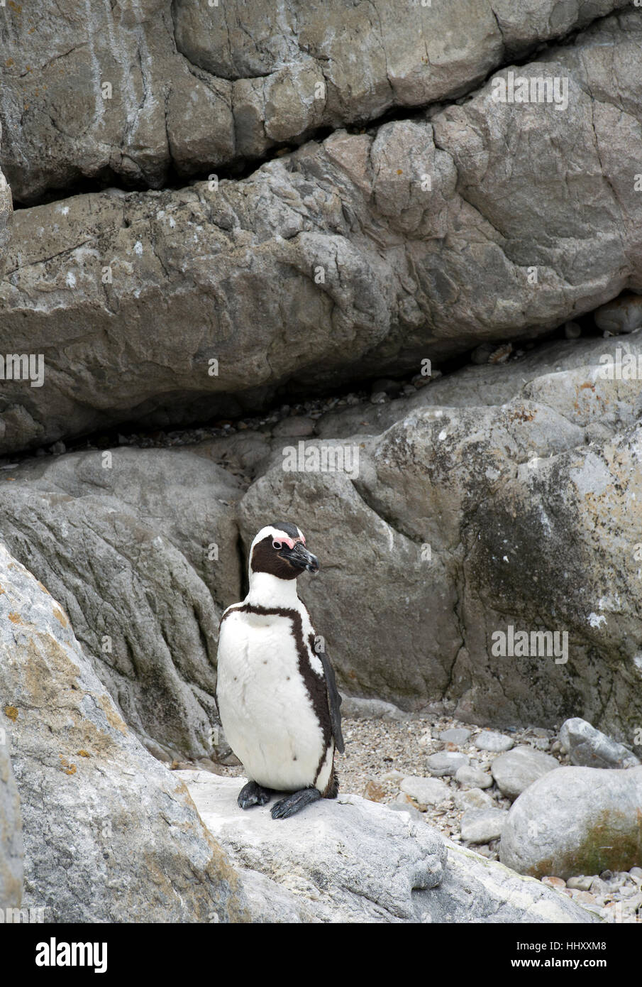 South African penguins (Spheniscus demersus) near Cape Town in South Africa Stock Photo