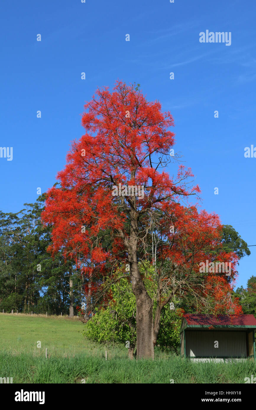 Illawarra flame tree hires stock photography and images Alamy