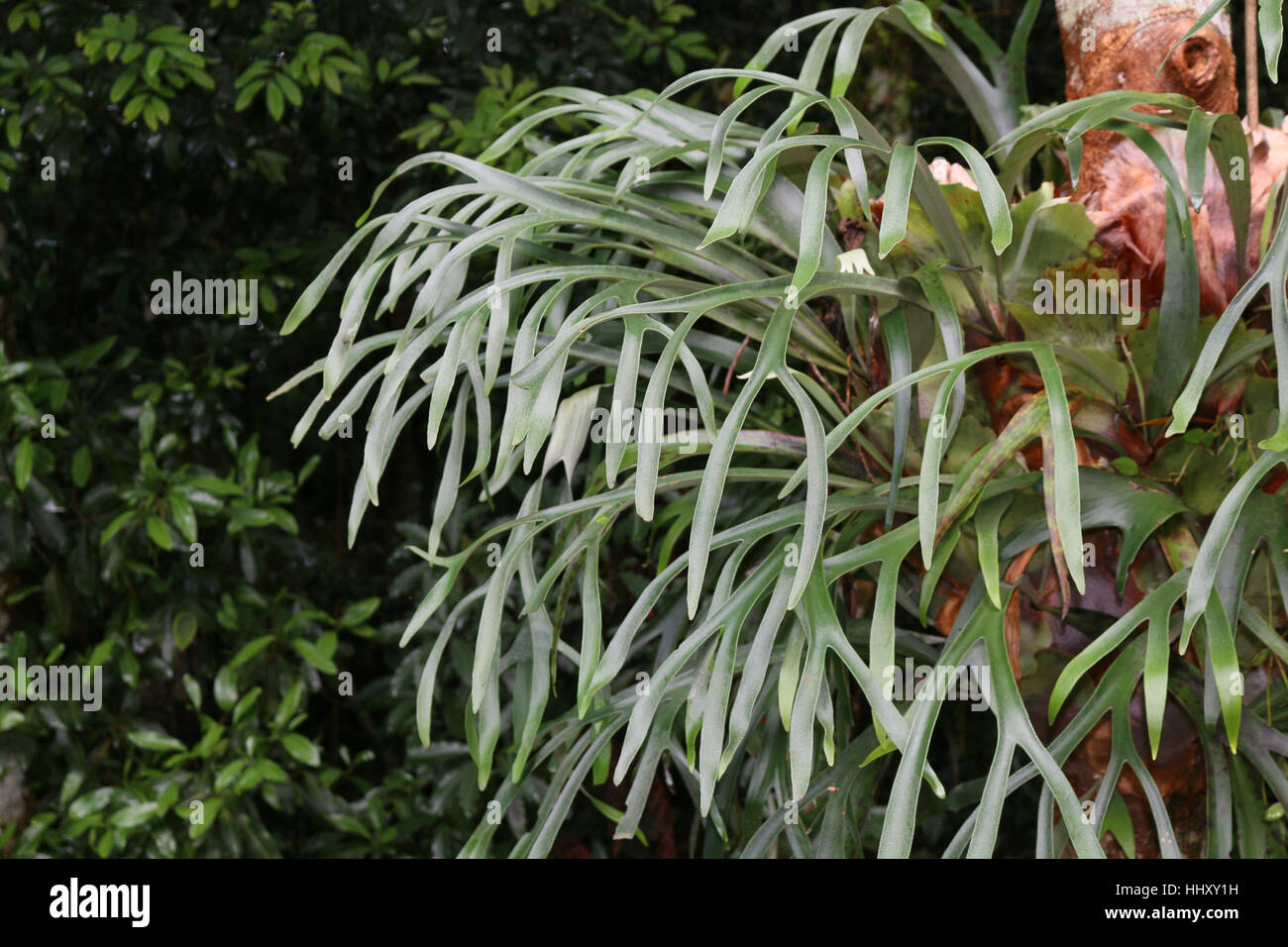 Epiphytic Elk horn ferns growing in a subtropical Australian Rainforest