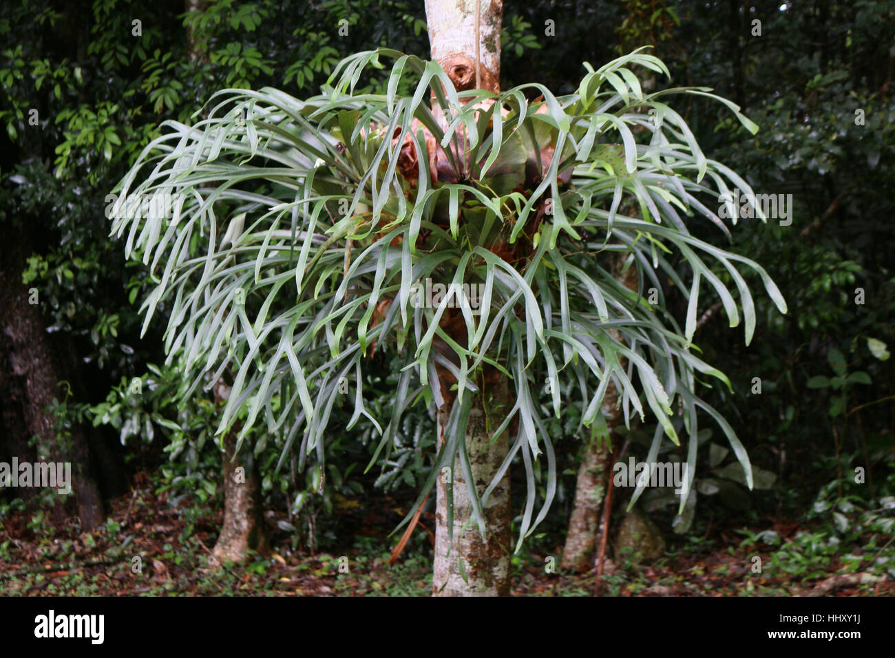 Epiphytic Elk Horn ferns growing in a subtropical Australian Rainforest