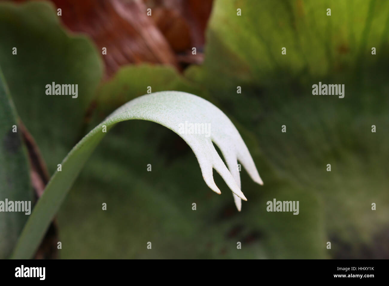 EpiphyticElk Horn fern growing in a subtropical Australian Rainforest Stock Photo