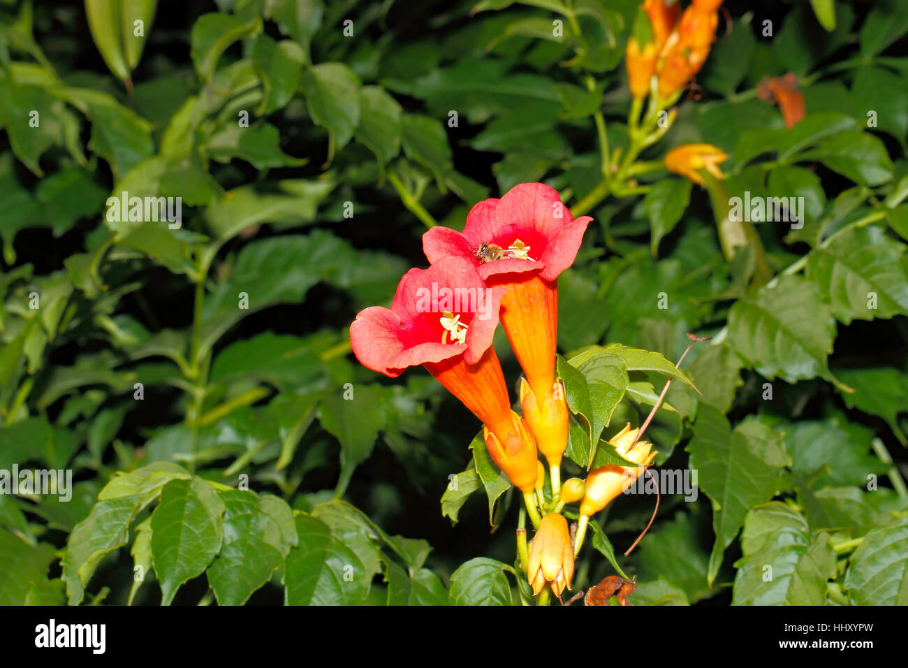 Flowering Cigartree  (Catalpa bignonioides)  in summer Stock Photo