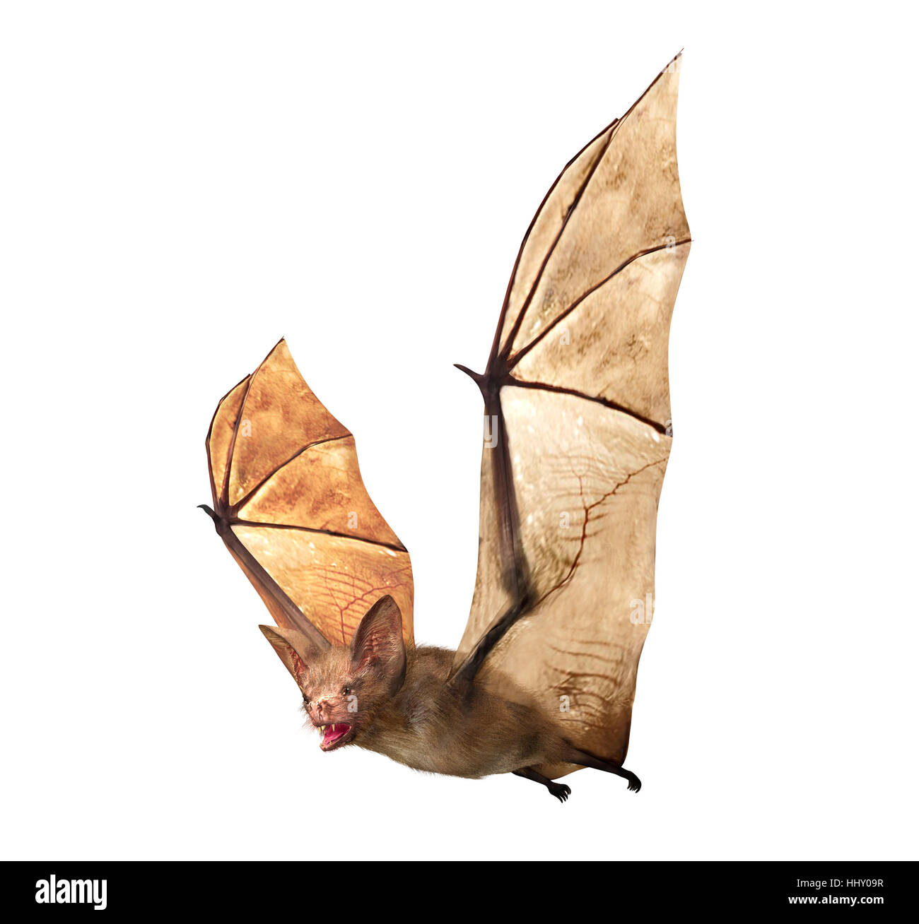 Vampire Bat Hi res Stock Photography And Images Alamy Vampire Bat Hi res Stock Photography And Images Alamy