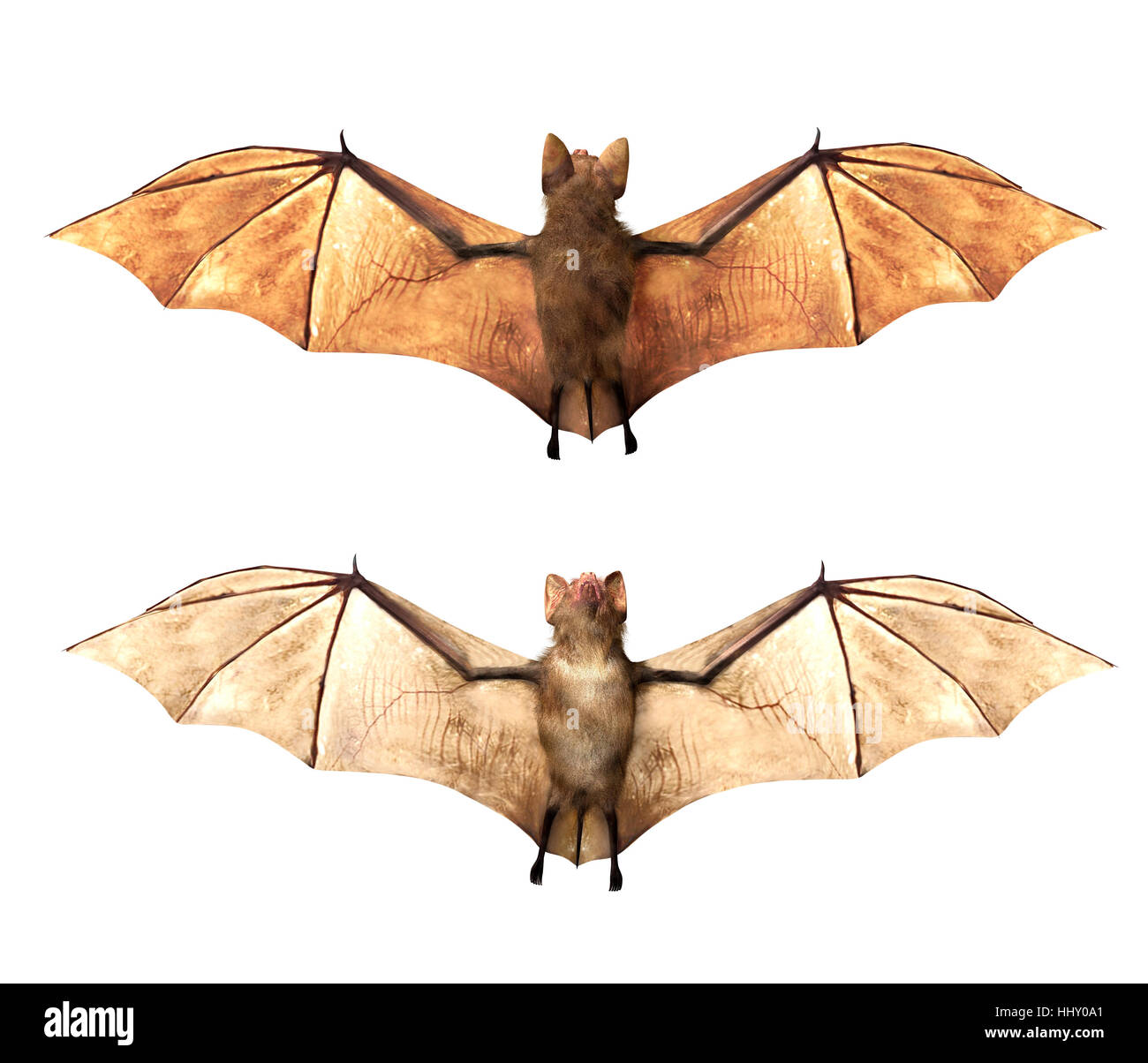 Vampire bats isolated on white background, 3D rendring Stock Photo Alamy