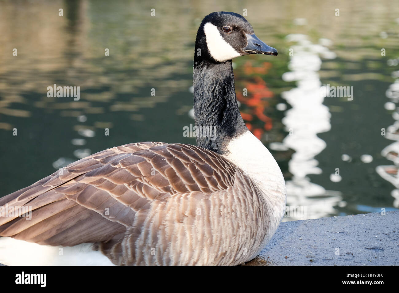 A goose rests by the side of a canal Stock Photo