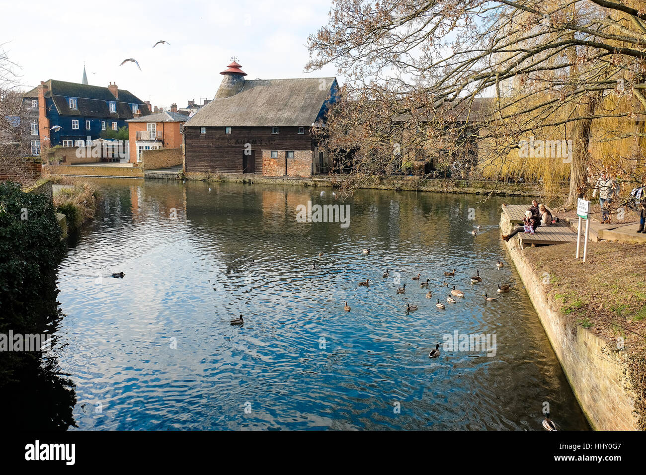 Parents let their children feed ducks by the side of a canal in Hertford, England as birds fly overhead Stock Photo
