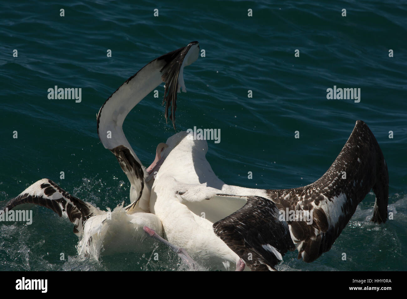 Watched by birdwatchers two Wandering Albatrosses fighting for food oin the Pacific Ocean near the coast of Kaikoura in New Zealand. Stock Photo