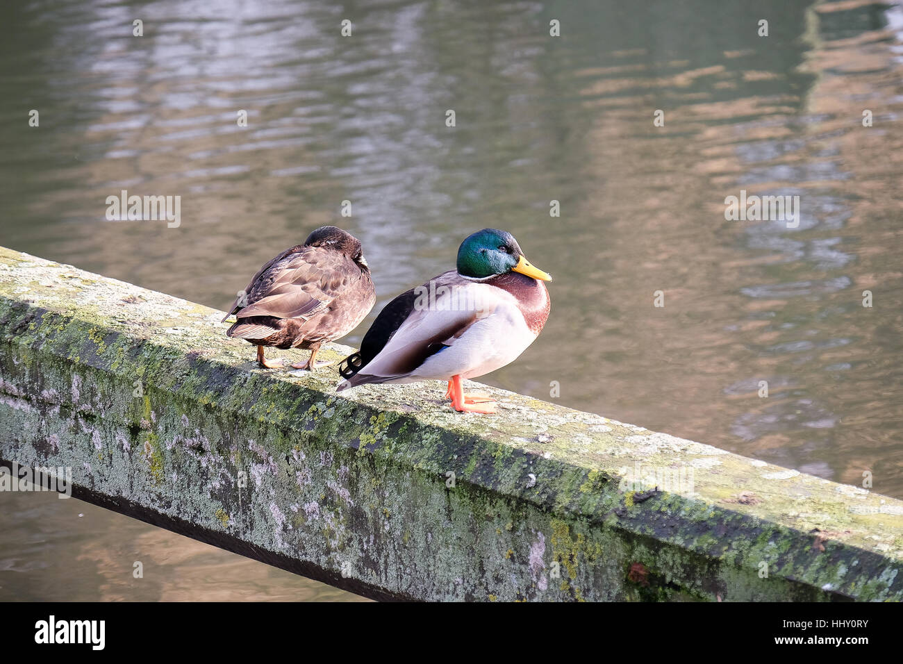 Two ducks of differing plumage sit on a concrete ledge by the water Stock Photo