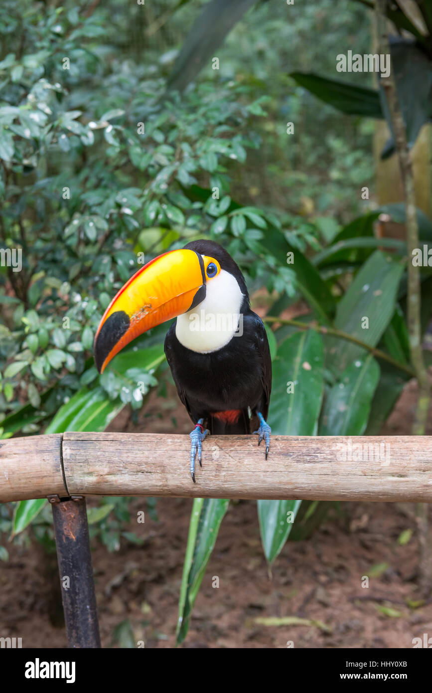 Giant Beak Hi Res Stock Photography And Images Alamy